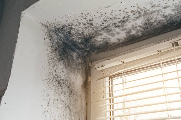 Affordable Mold Cleanup solutions in Gillette, NJ