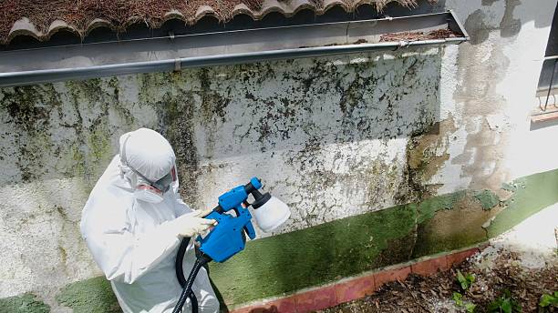 Top rated local Mold Cleanup specialists in Gillette, NJ